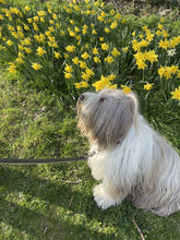 Load image into Gallery viewer, luxury British made lambswool dog lead